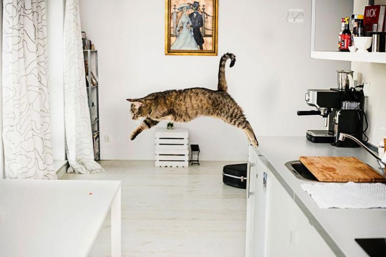 Я всё ещё кот: фотографии котов-инвалидов, показывающие, что они всё также прекрасны Я всё ещё кот: фотографии котов-инвалидов, показывающие, что они всё также прекрасны