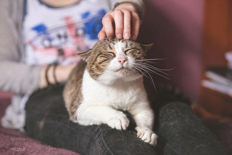 Я всё ещё кот: фотографии котов-инвалидов, показывающие, что они всё также прекрасны Я всё ещё кот: фотографии котов-инвалидов, показывающие, что они всё также прекрасны