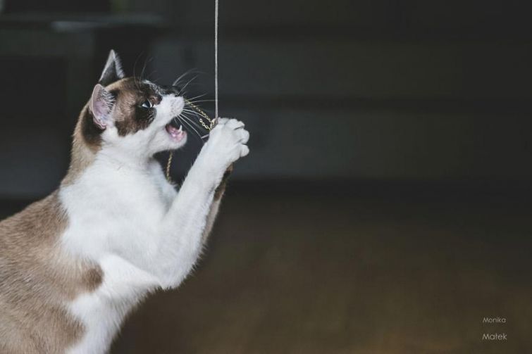Я всё ещё кот: фотографии котов-инвалидов, показывающие, что они всё также прекрасны Я всё ещё кот: фотографии котов-инвалидов, показывающие, что они всё также прекрасны