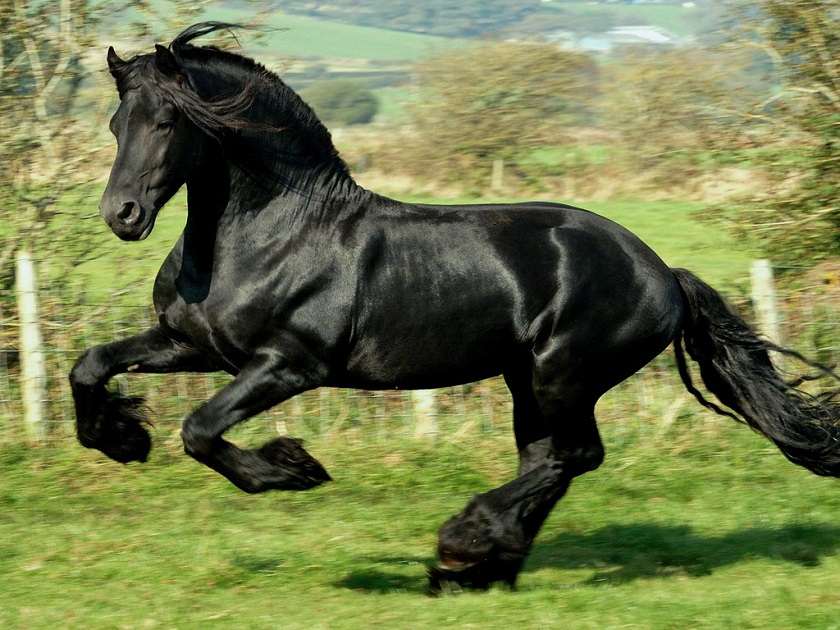 Кто из животных самый умный Кто из животных самый умный