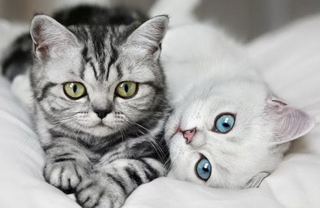 Кто из животных самый умный Кто из животных самый умный