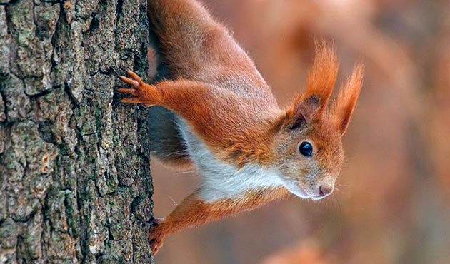 Кто из животных самый умный Кто из животных самый умный