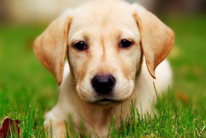 Кто из животных самый умный Кто из животных самый умный