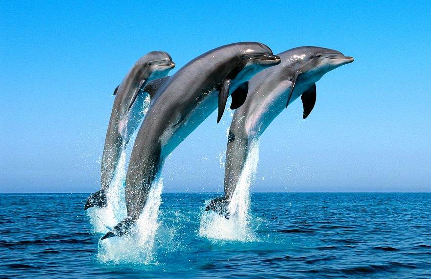 Кто из животных самый умный Кто из животных самый умный