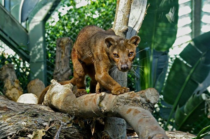 Мадагаскарская кошка Фосса Мадагаскарская кошка Фосса