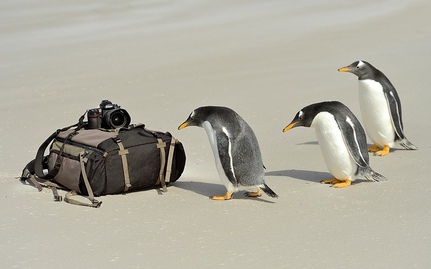 Животные в фотографиях Животные в фотографиях