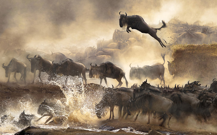 Первые победители Sony World Photography Awards 2014 Первые победители Sony World Photography Awards 2014
