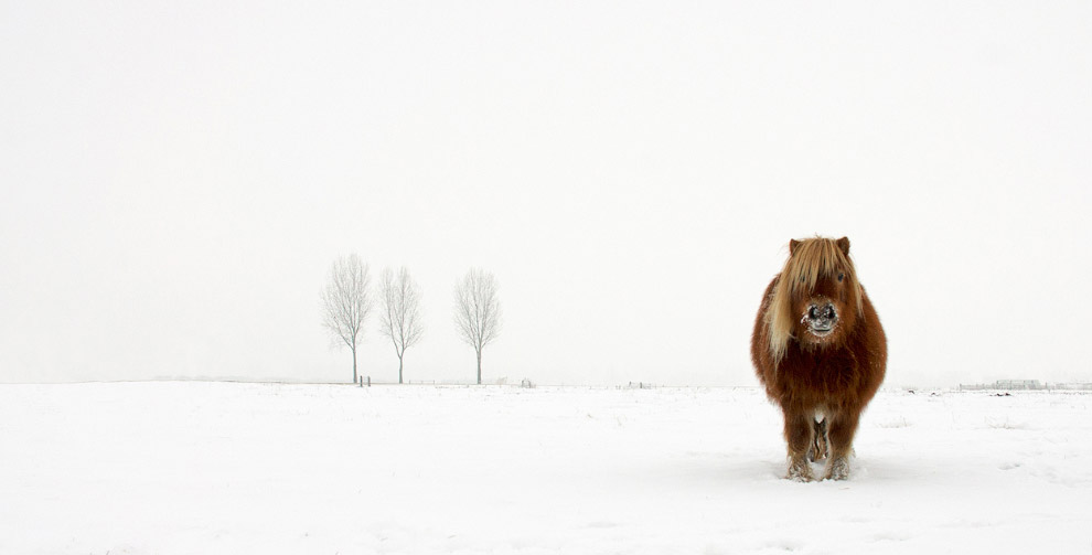 Первые победители Sony World Photography Awards 2014 Первые победители Sony World Photography Awards 2014