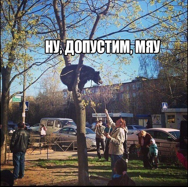 Порция картинок