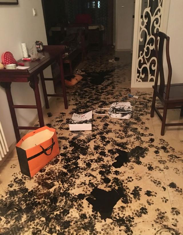 Хаски оставили одного на три часа