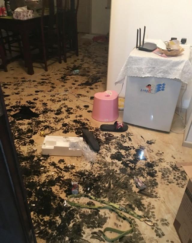 Хаски оставили одного на три часа