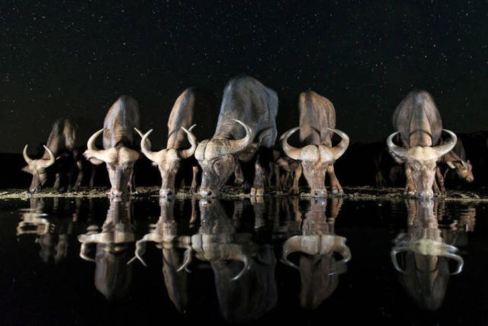 Лучшие работы фотоконкурса Sony World Photography Awards