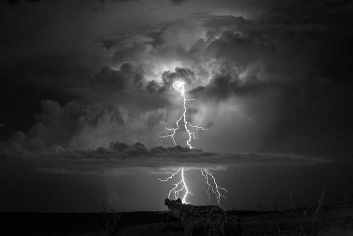 Лучшие работы фотоконкурса Sony World Photography Awards