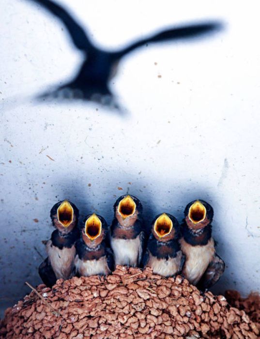 Лучшие работы фотоконкурса Sony World Photography Awards
