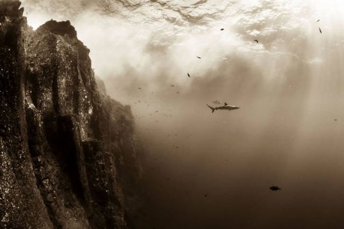 Лучшие работы фотоконкурса Sony World Photography Awards