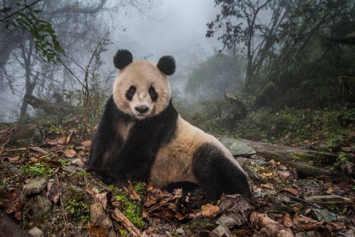 Лучшие работы фотоконкурса Sony World Photography Awards