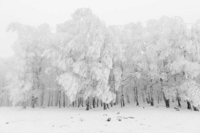 Лучшие работы фотоконкурса Sony World Photography Awards