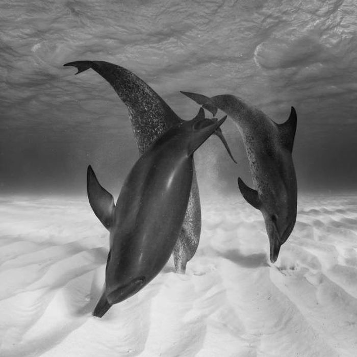 Лучшие работы фотоконкурса Sony World Photography Awards
