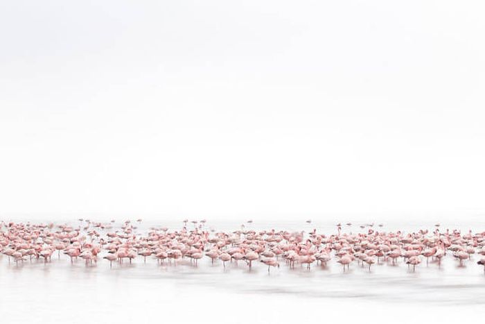 Лучшие работы фотоконкурса Sony World Photography Awards