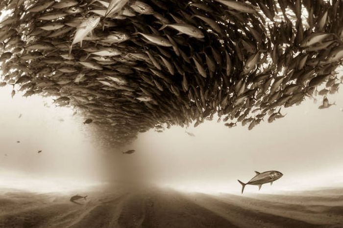 Лучшие работы фотоконкурса Sony World Photography Awards