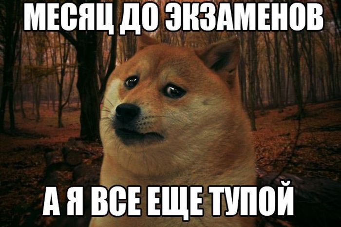 Порция картинок
