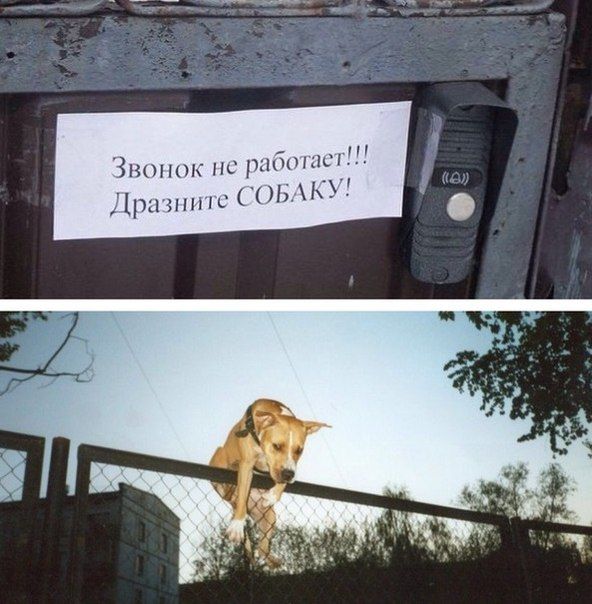 Порция картинок