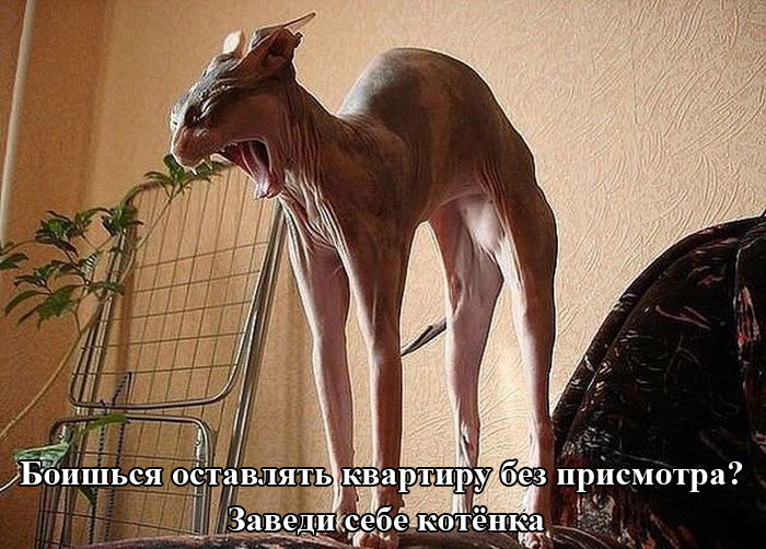 Порция картинок