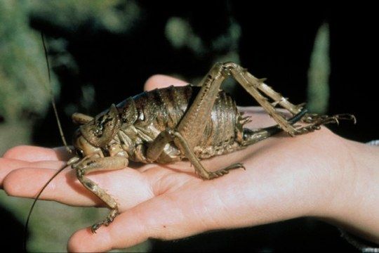 Десять самых насекомых