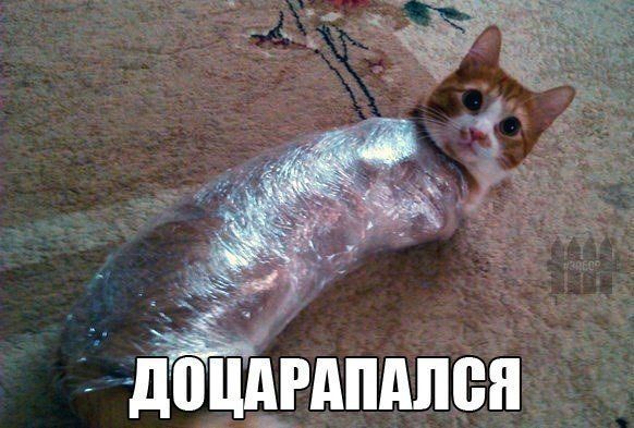 Прикольные картинки (89 фото)