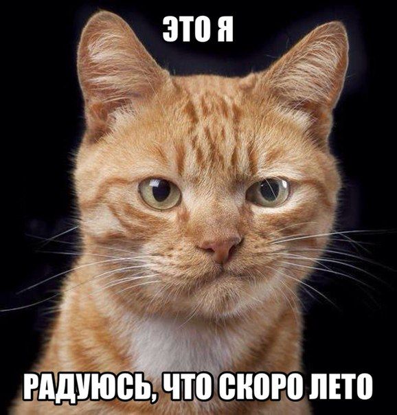 Порция картинок