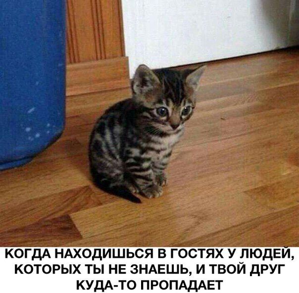 Порция картинок