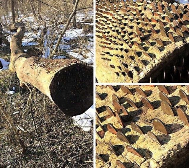 Удивительные находки