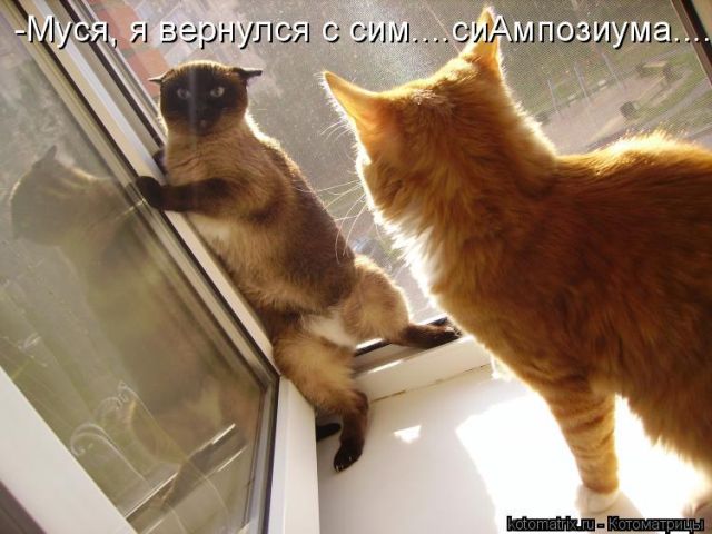 Лучшие котоматрицы недели