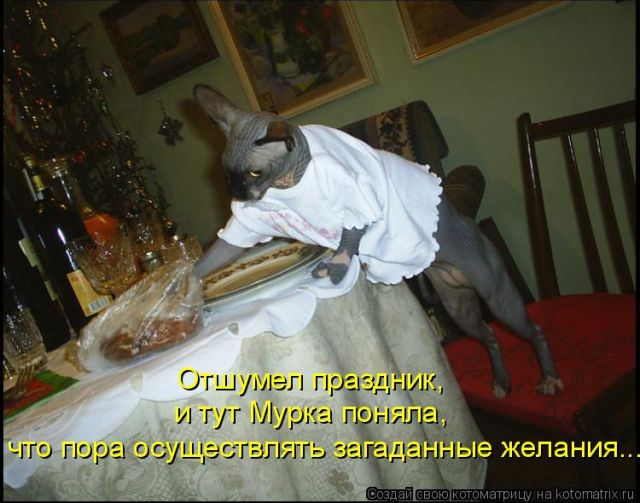 Лучшие котоматрицы недели