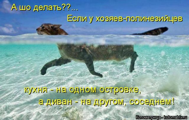 Лучшие котоматрицы недели