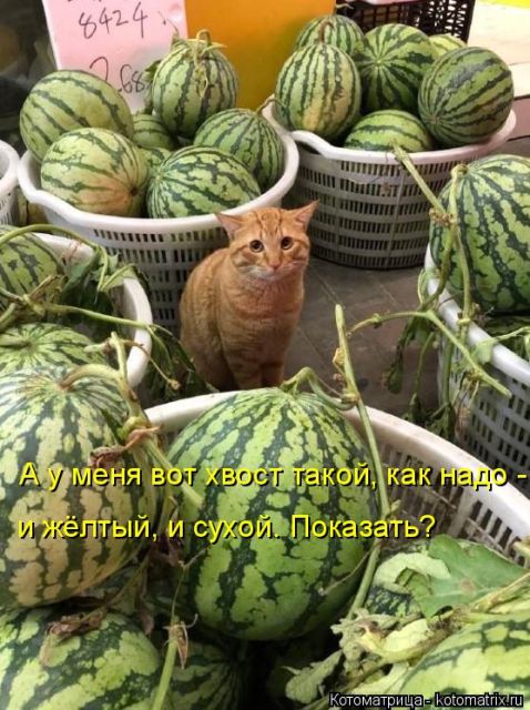 Лучшие котоматрицы недели