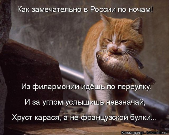 Лучшие котоматрицы недели