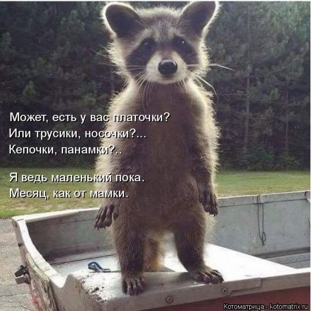 Лучшие котоматрицы недели