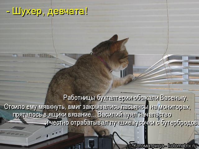 Лучшие котоматрицы недели