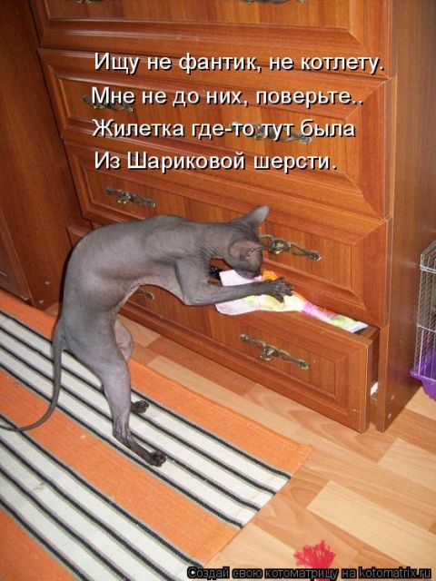 Лучшие котоматрицы недели