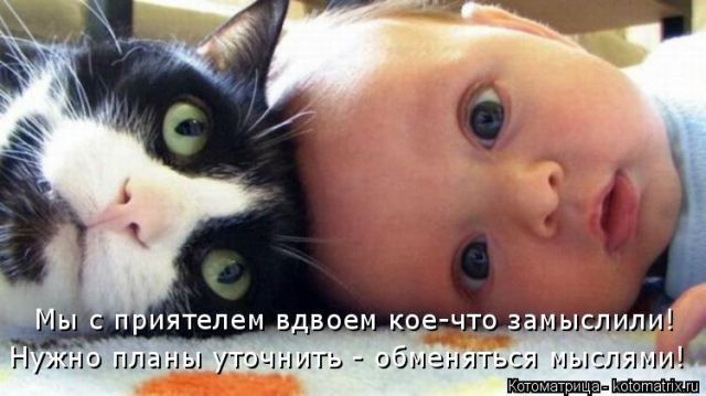 Лучшие котоматрицы недели