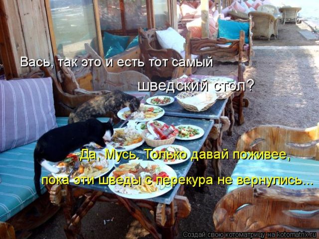 Лучшие котоматрицы недели
