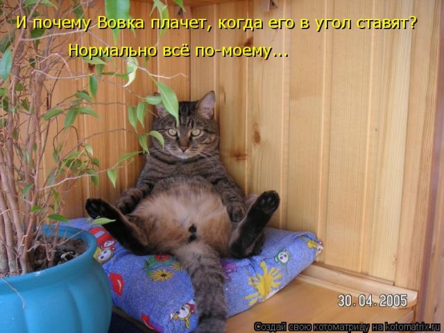 Лучшие котоматрицы недели