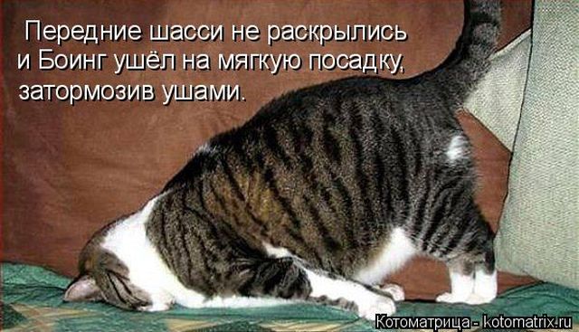 Лучшие котоматрицы недели