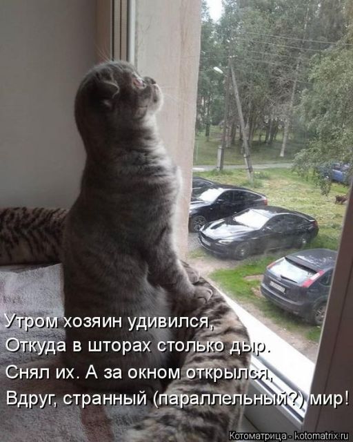 Лучшие котоматрицы недели