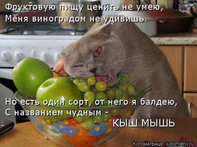 Лучшие котоматрицы недели