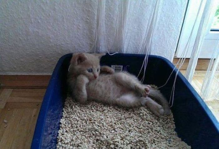 Прикольные картинки