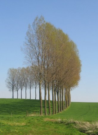 Деревья_ красивые и удивительные (33 фотографии)