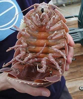 Необычные созданья (24 фото)