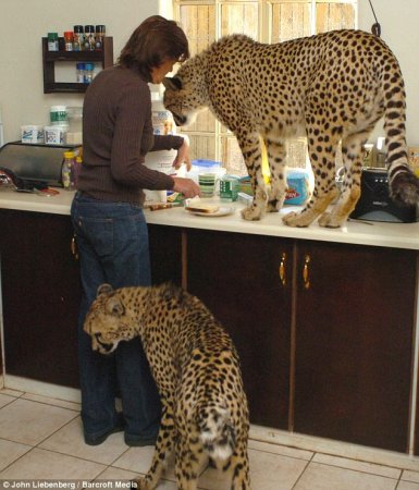 Ничего себе кошечки (6 фото)